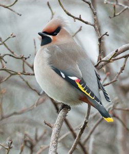 Waxwing