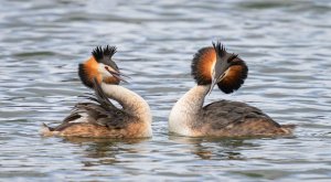 Great Crested Grebes Displaying-2