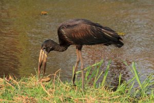 African Openbill