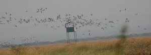 Common Cranes In Flight