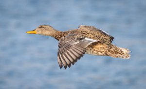 Gadwall Duck in Flight.