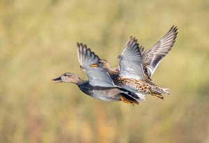 Gadwall Ducks in Close Formation.