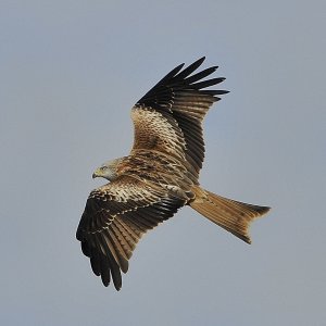 Red Kite