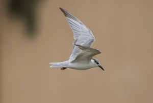 Whiskered Tern on the wing