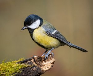 Another Great Tit