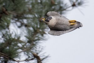 Peregrine Falcon on the hunt