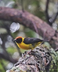 Brown-capped Weaver