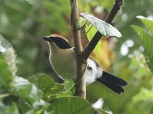 Lhder's bushshrike