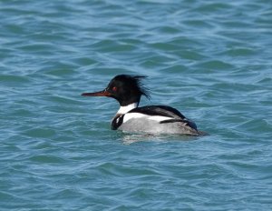 Drake Red-breasted Merganser