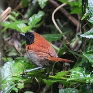 Black-faced Rufous Warbler