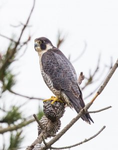 Peregrine Falcon