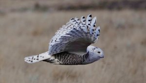 Snowy Owl in Flight #2