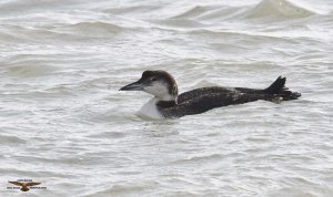 Great Northern Diver