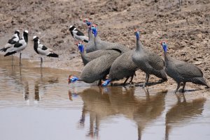 Guineafowl and plovers