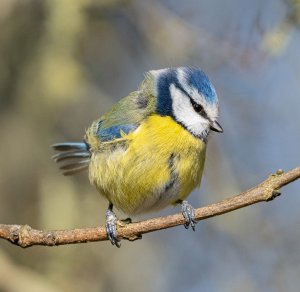 Blue Tit-Ruffled