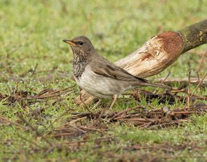 Black-throated Thrush