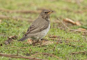 Black-throated Thrush