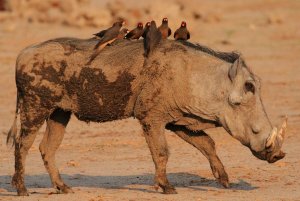 Yellow-billed Oxpeckers