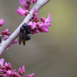 Two-spotted Longhorned Bee (female)