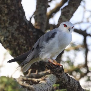 Black-shouldered Kite