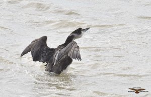 Great Northern Diver