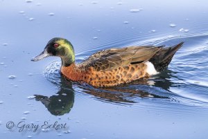 Chestnut Teal (male)