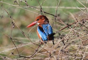 White-throated Kingfisher