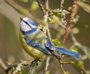 Blue Tit in early Spring.