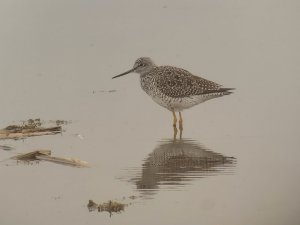 Foggy morning with Mr. Lesser Yellowlegs (I think)