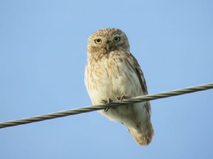 Little Owl