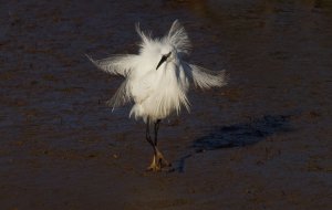 Posing Egrett