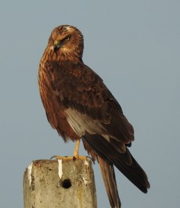 Eurasian Marsh Harrier