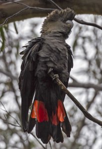 Glossy Black Cockatoo Posing