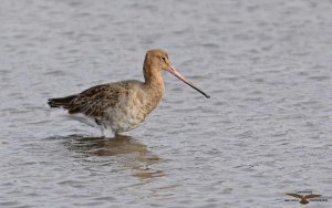 Black-tailed Godwit