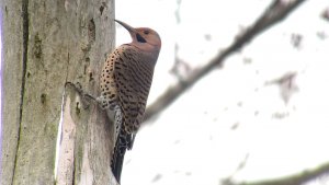 Northern Flicker-Yellow Shafted