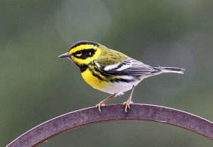 Townsend's Warbler