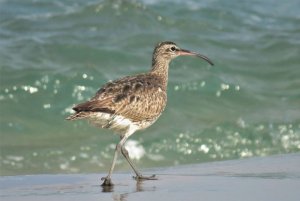 Whimbrel