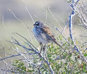 Sagebrush Sparrow