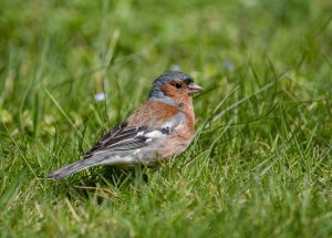 Chaffinch