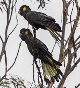 Yellow Tailed Black Cockatoos