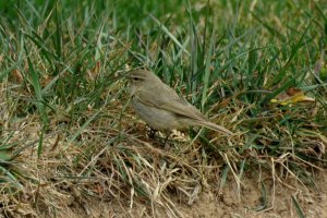 Common Chiffchaff