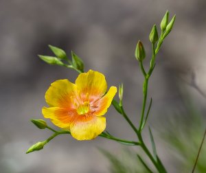 Berlandiers Yellow Flax