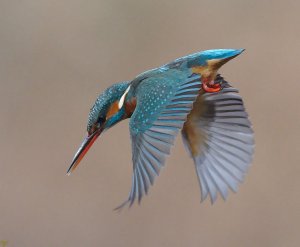 kingfisher177
