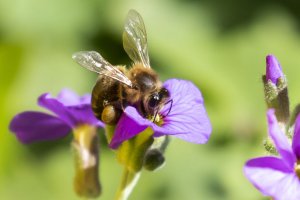 Bee