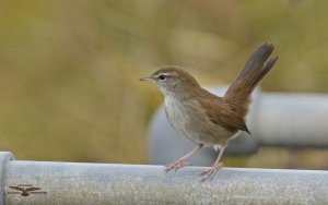 Cetti's Warbler