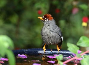 Chestnut-capped Laughingthrush