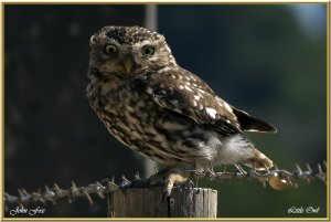 Little Owl