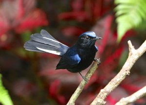White-tailed Blue Robin