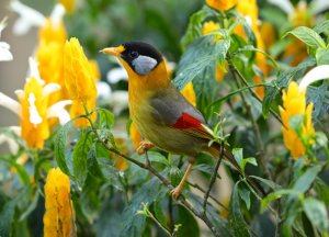 Silver-eared Mesia