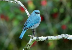 Verditer Flycatcher